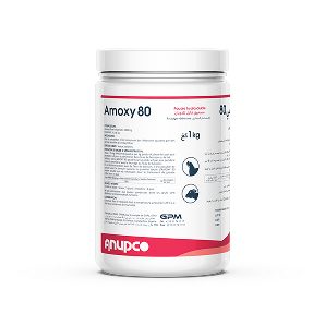 Amoxy 80